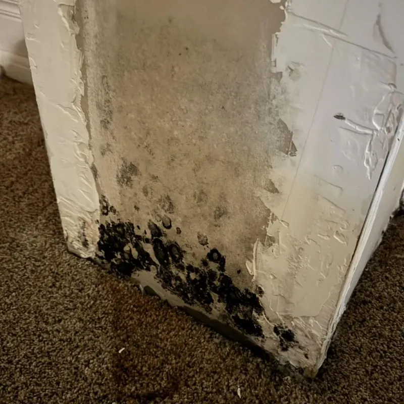 Professional Mold Removal in San Augustine County, TX